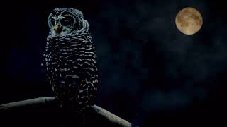 The path of wisdom (Crossing Point) Música New Age.